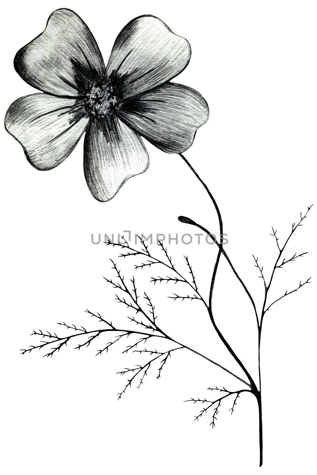 Black and White Hand Drawn Marigold Flower Isolated on White Background. by Rina_Dozornaya
