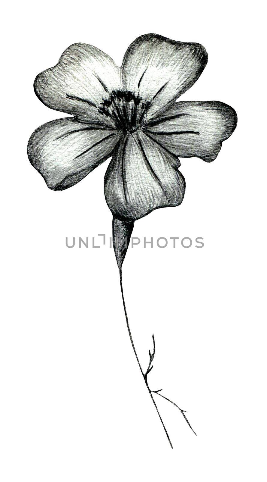 Black and White Hand Drawn Marigold Flower Isolated on White Background. by Rina_Dozornaya