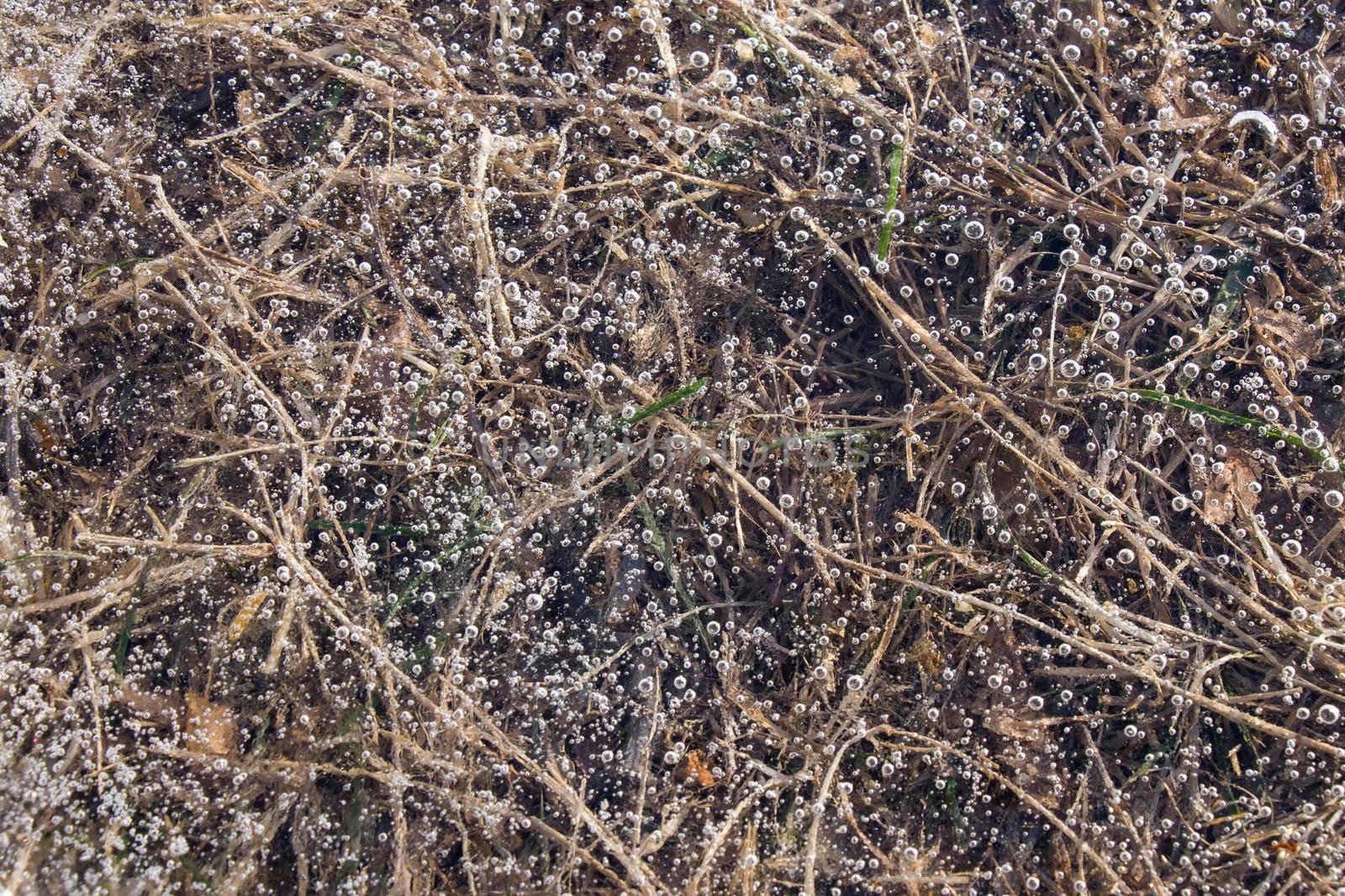 Air bubbles in the frozen water, ice background