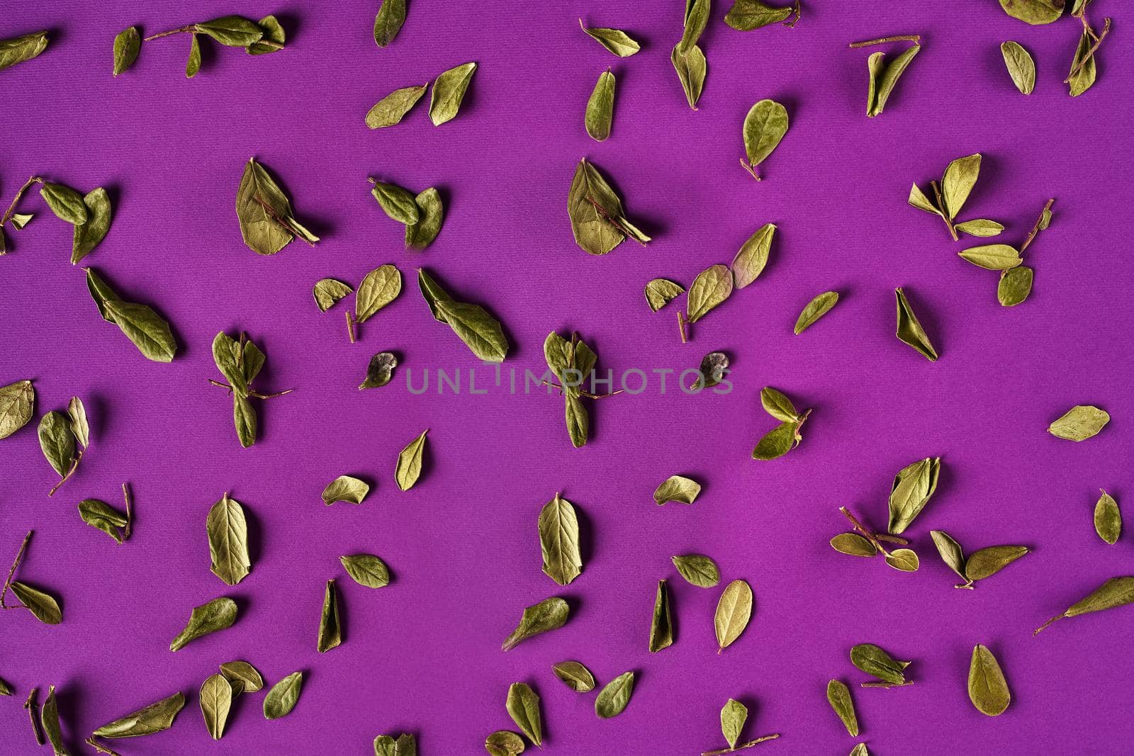 Lots of small dried green leaves on twigs against purple studio background. Concept of nature and plants. Close up, copy space. Top view, flat lay