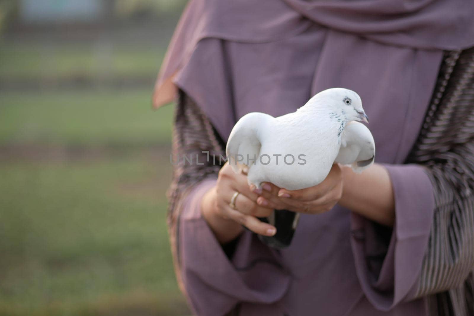 pigeon birds in nature