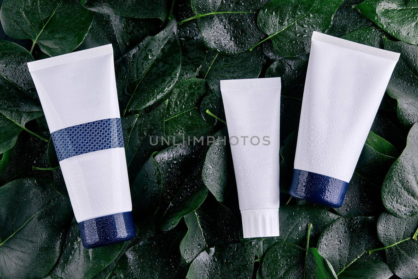 Three white and blue different sized tubes no label on background of green leaves with water drops. Cosmetic packaging. Close up, copy space by nazarovsergey