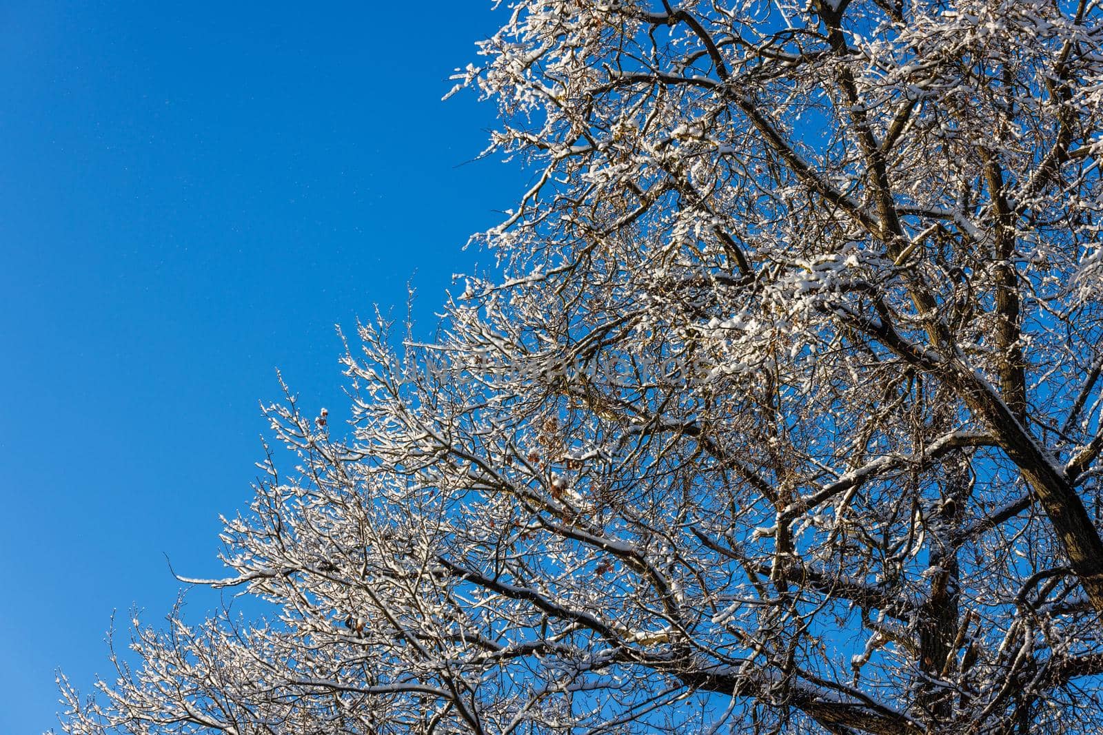 snow covered winter bare foliar tree branches on clear blue sky background with direct sunlight, upward view