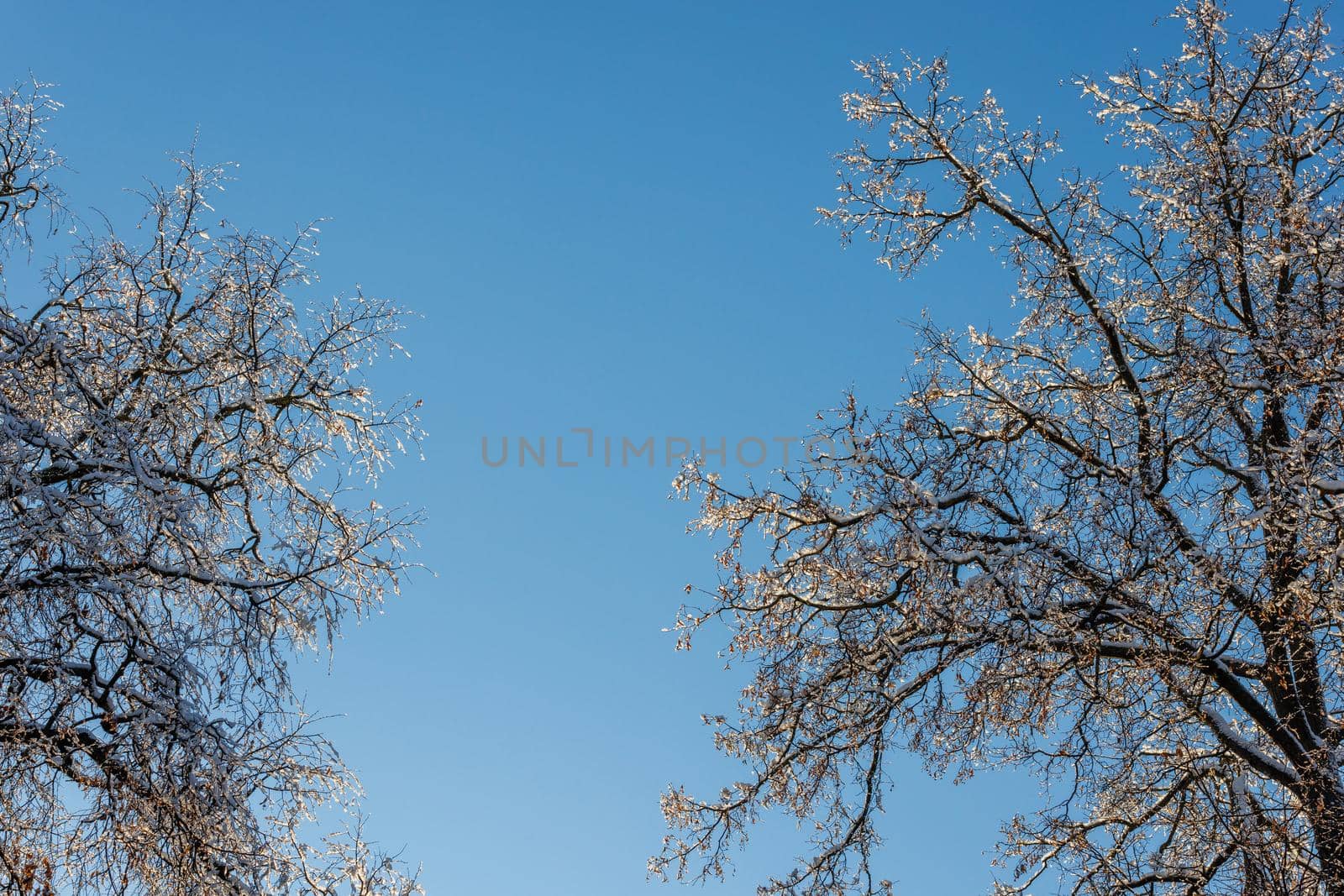 snow covered winter bare foliar tree branches on clear blue sky background with direct sunlight, upward view