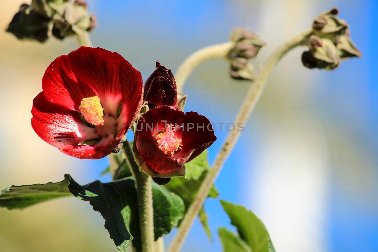 Phymosia Umbellata plant in the garden in Spain