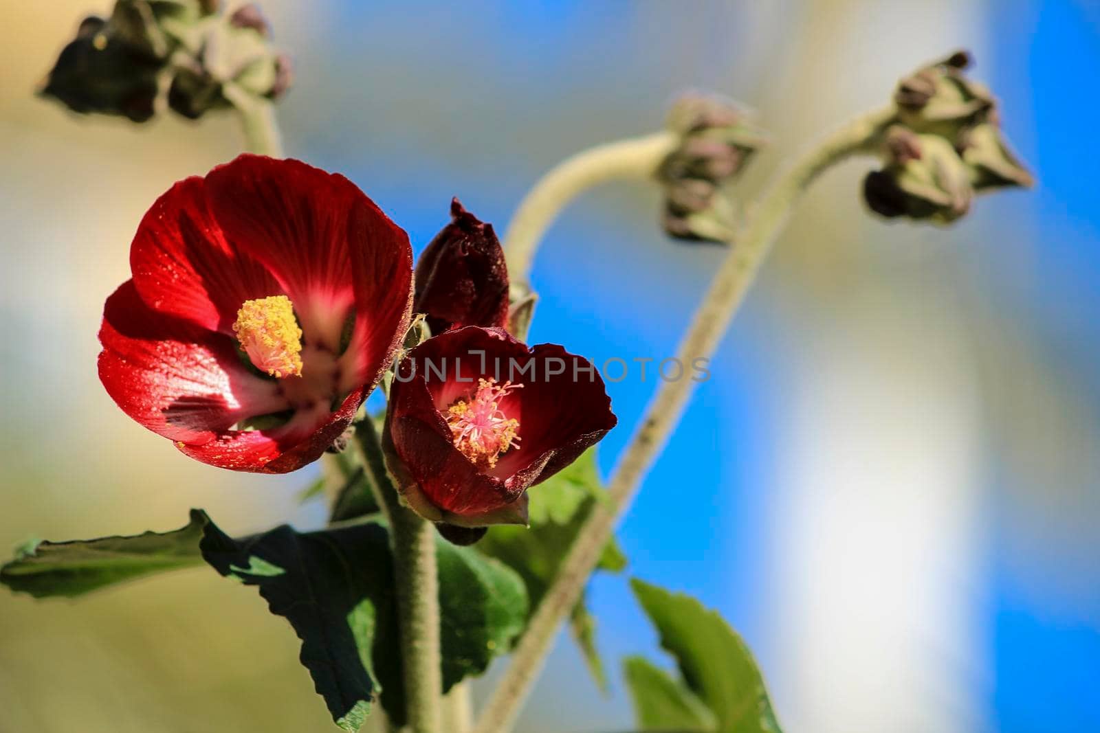 Phymosia Umbellata plant in the garden in Spain