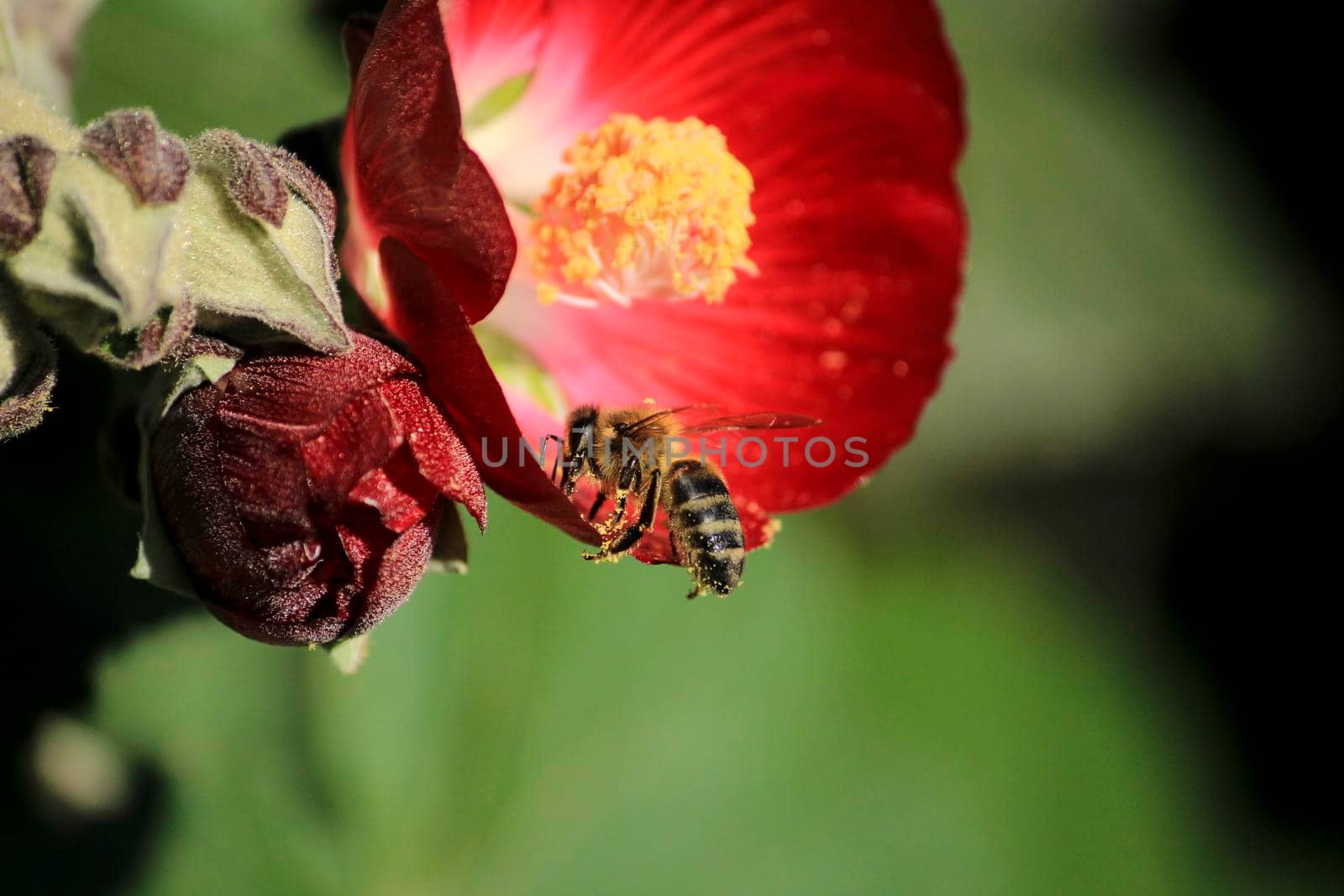 Phymosia Umbellata plant and bee pollination in the garden in Spring