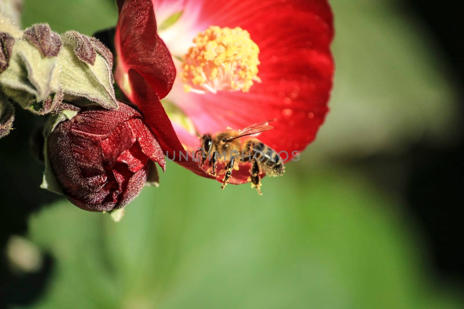 Phymosia Umbellata plant and bee pollination in the garden in Spring