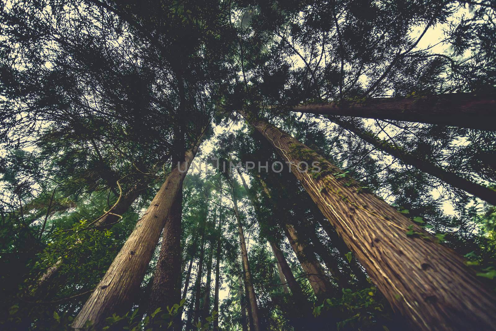 Down view of a beautiful forest landscape in Madeira Island, Portugal