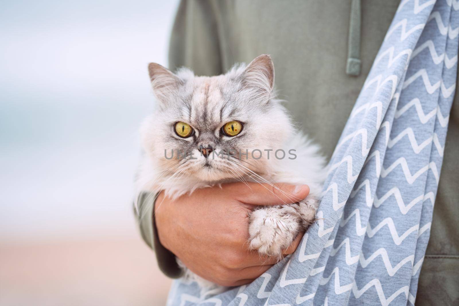 Beautiful cat with big green eyes in shoulder pet bag carrier on the street by DariaKulkova