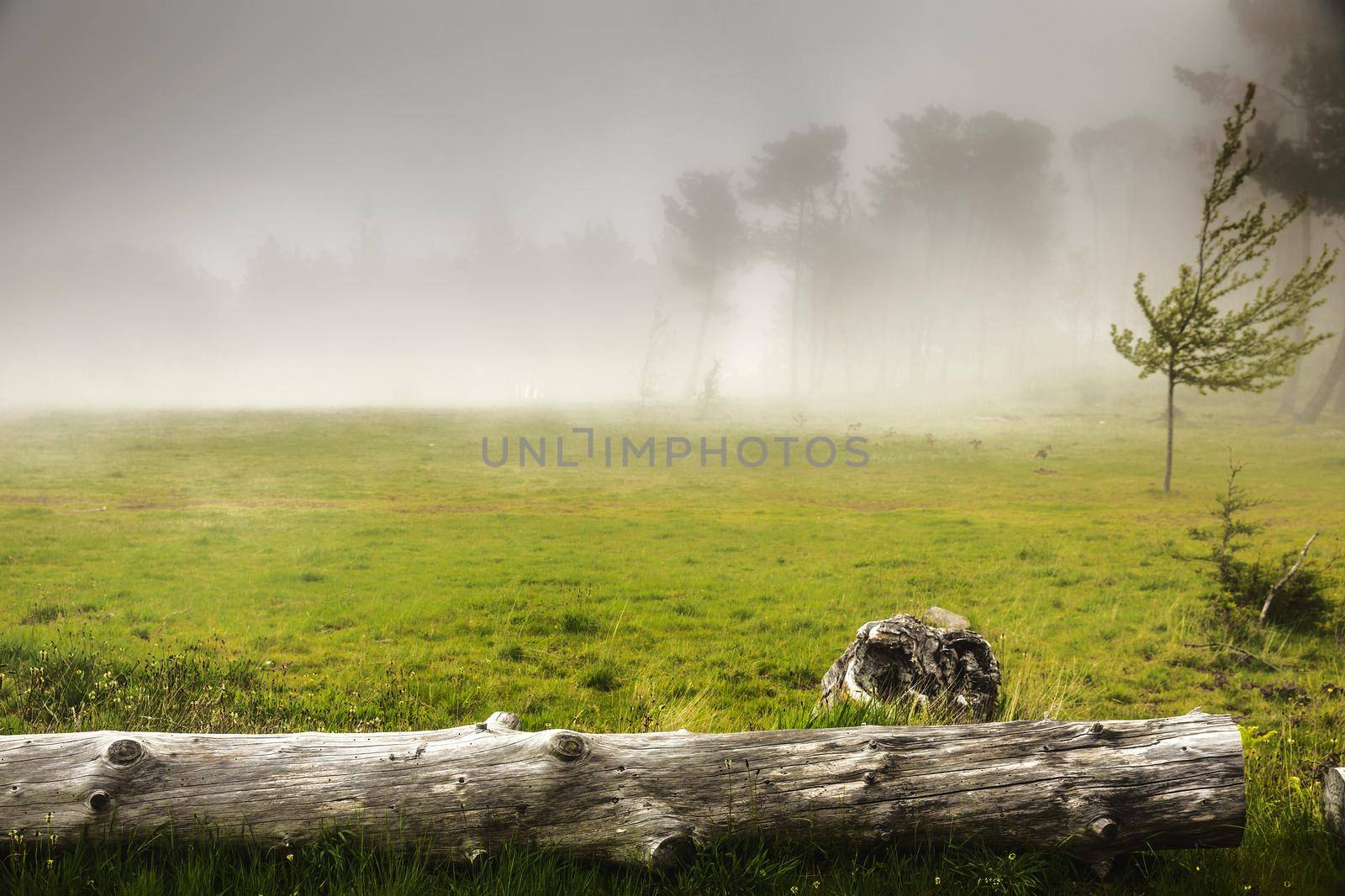 Beautiful meadow with a old wood trunk on a foggy morning 