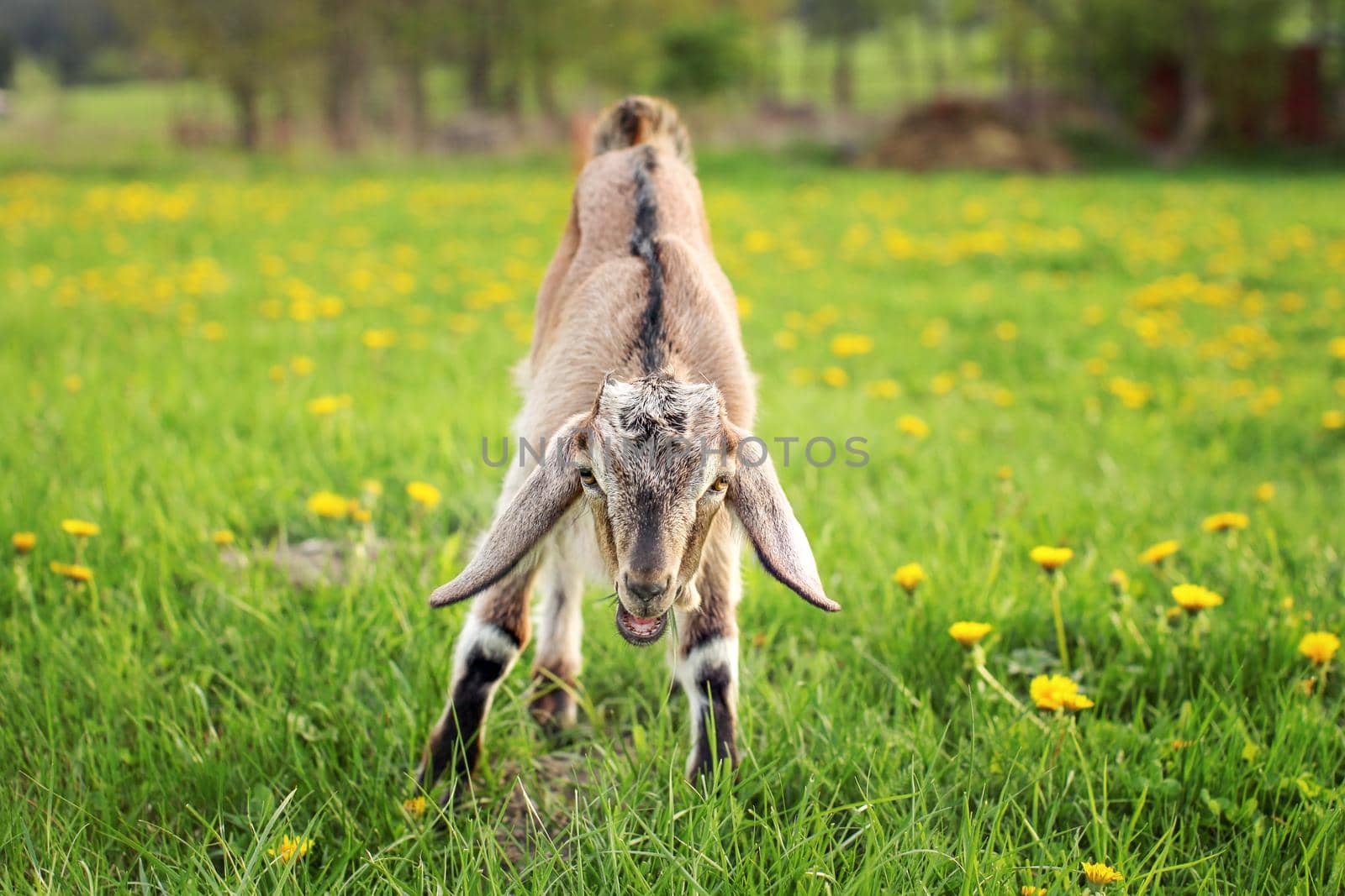 Young brown goat kid grazing, eating grass on a spring meadow full of dandelions.