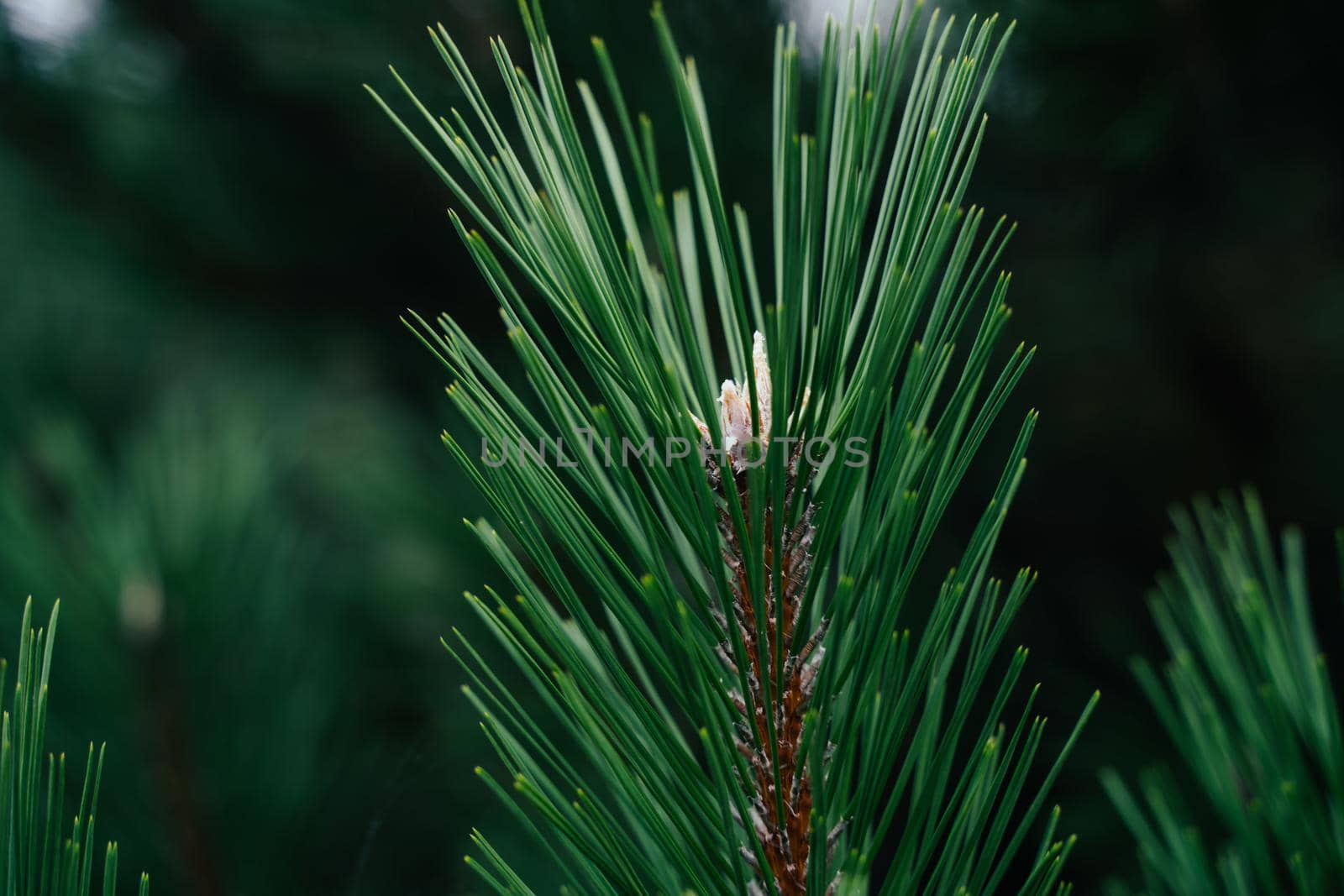 Pine branches. Juicy green needles. Natural background.