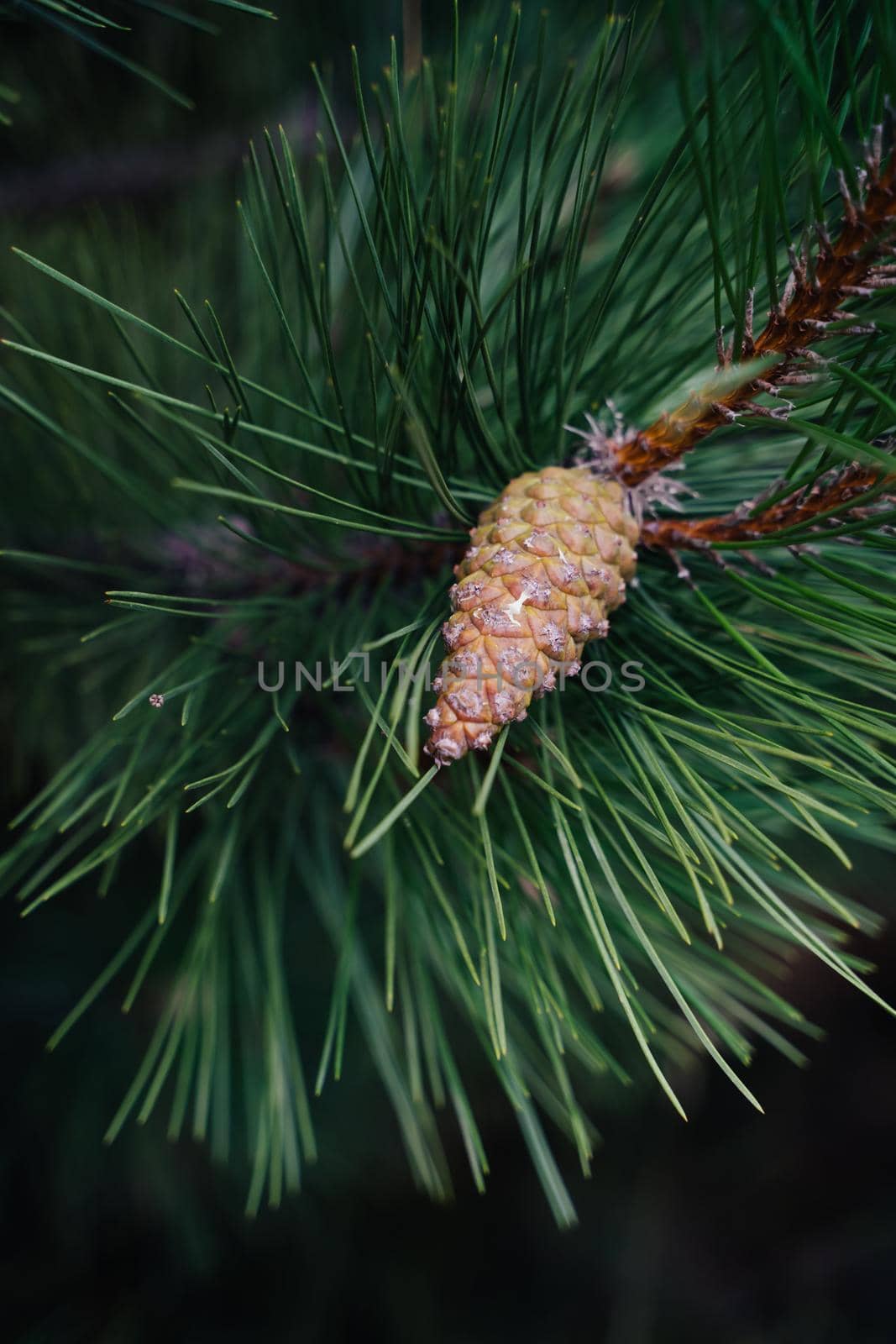 Pine branch with a cone. Close-up of pine needles and a young cone. Natural background. Juicy green needles. Vertical image.