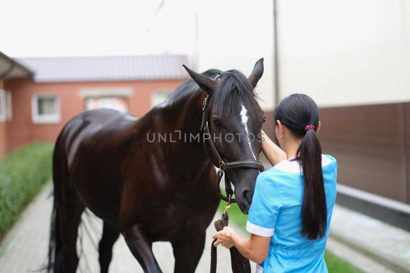 A woman in the street stroking the muzzle of a brown horse, close-up. Stable staff, veterinary examination