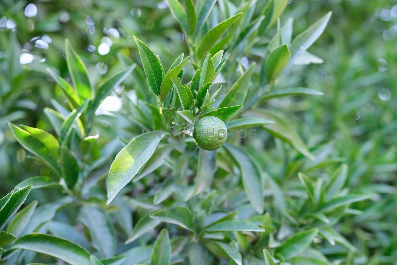 One lime fruit growing on a tree, green citrus foliage, close-up, blurry. Growing tropical fruits, sun glare