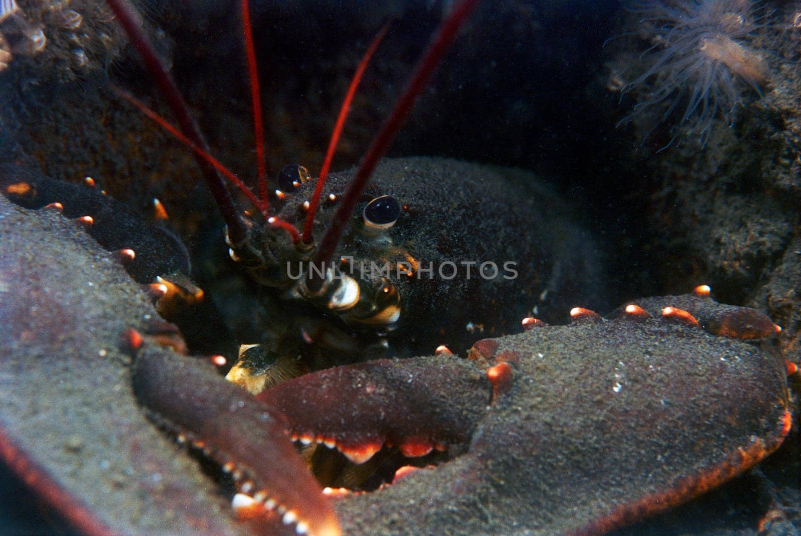 Close-up of a lobster in front of his cavity