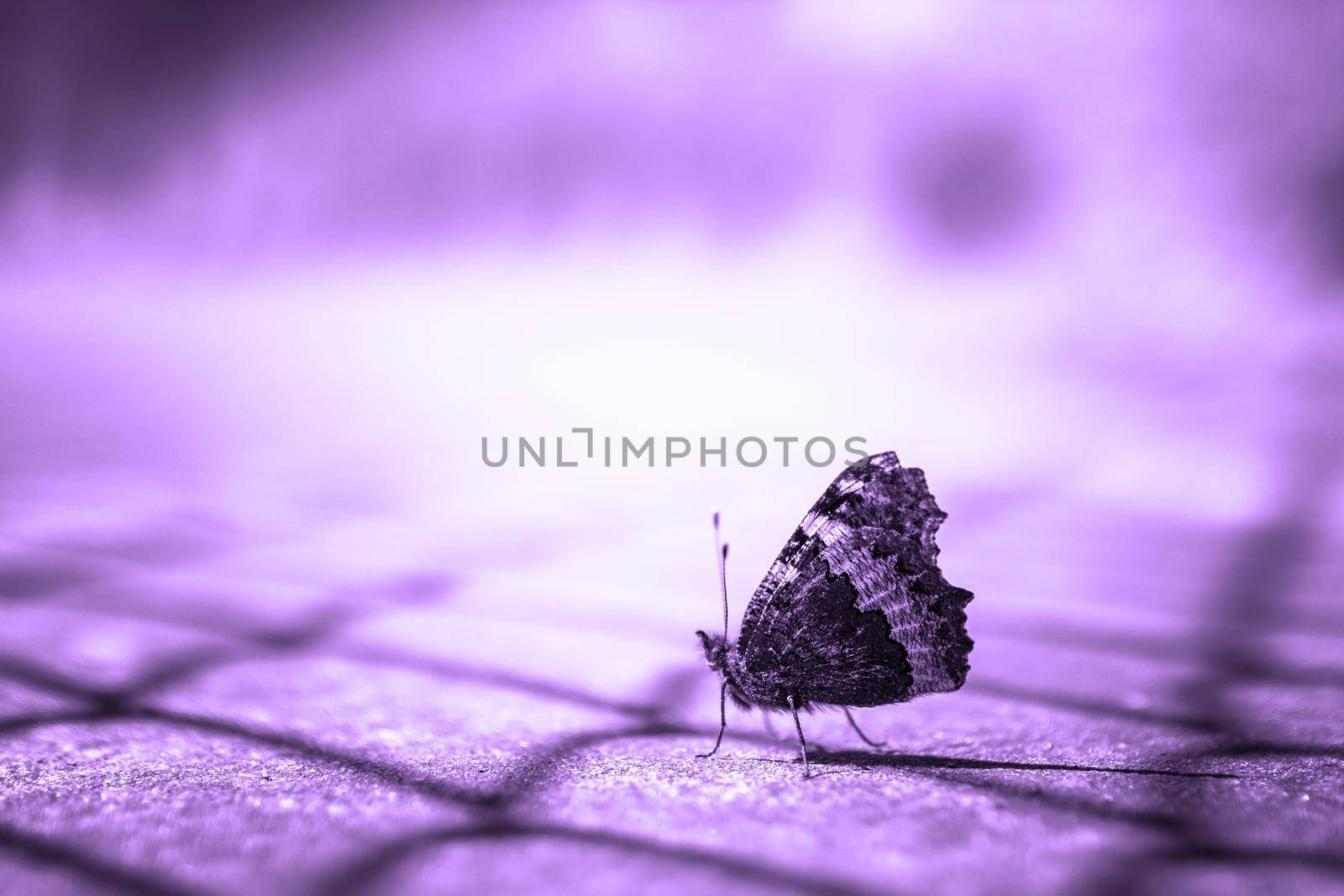 Close up of a butterfly on violet blurry background