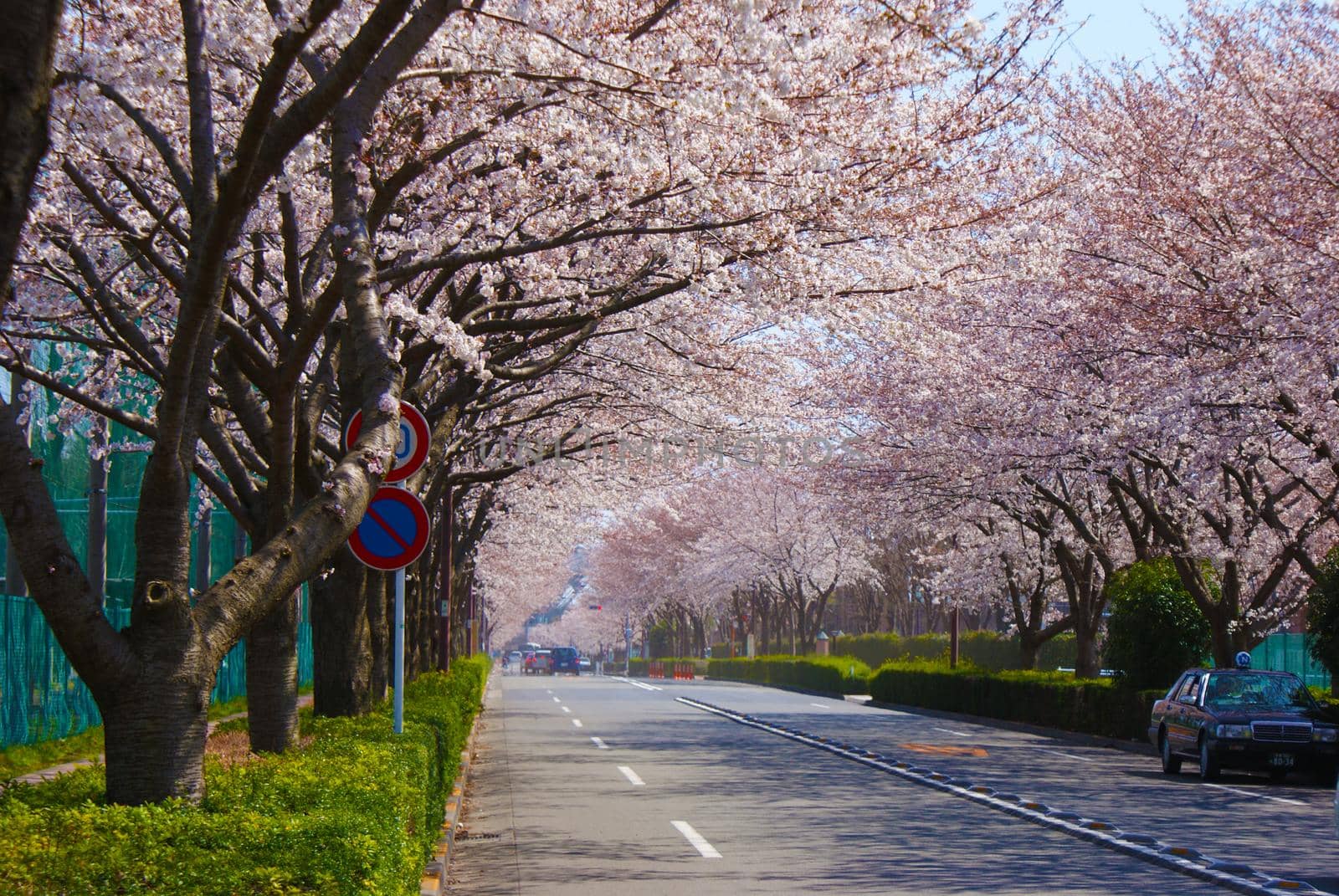 Trees of cherry blossoms. Shooting Location: Tokyo Chofu City