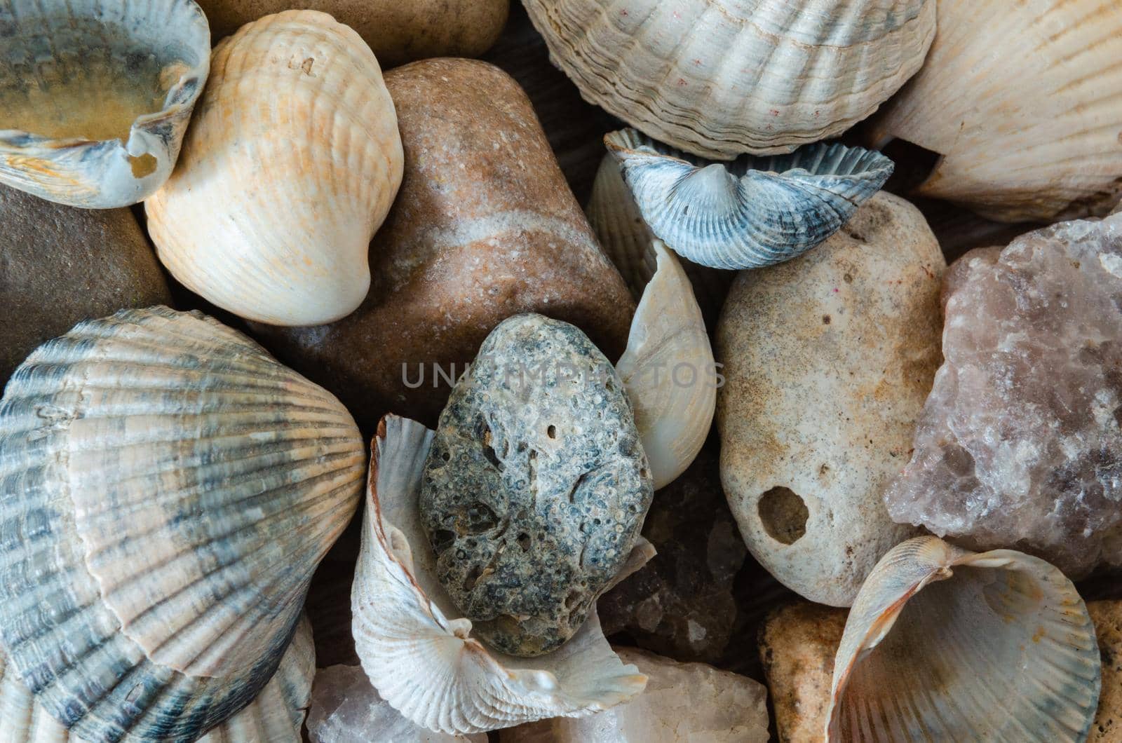 Sea clam shell, sea pebbles and seashells background, close-up.