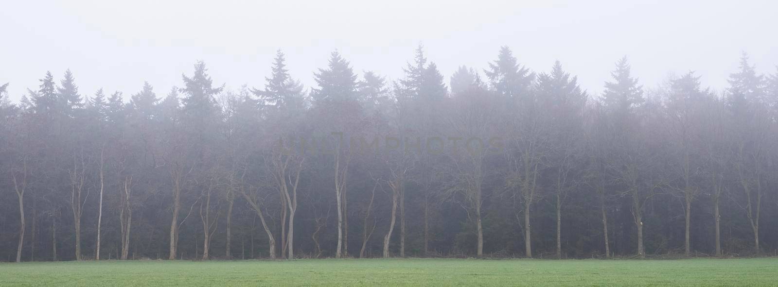bare trees in fog with dark forest in the background give mysterious atmosphere by ahavelaar