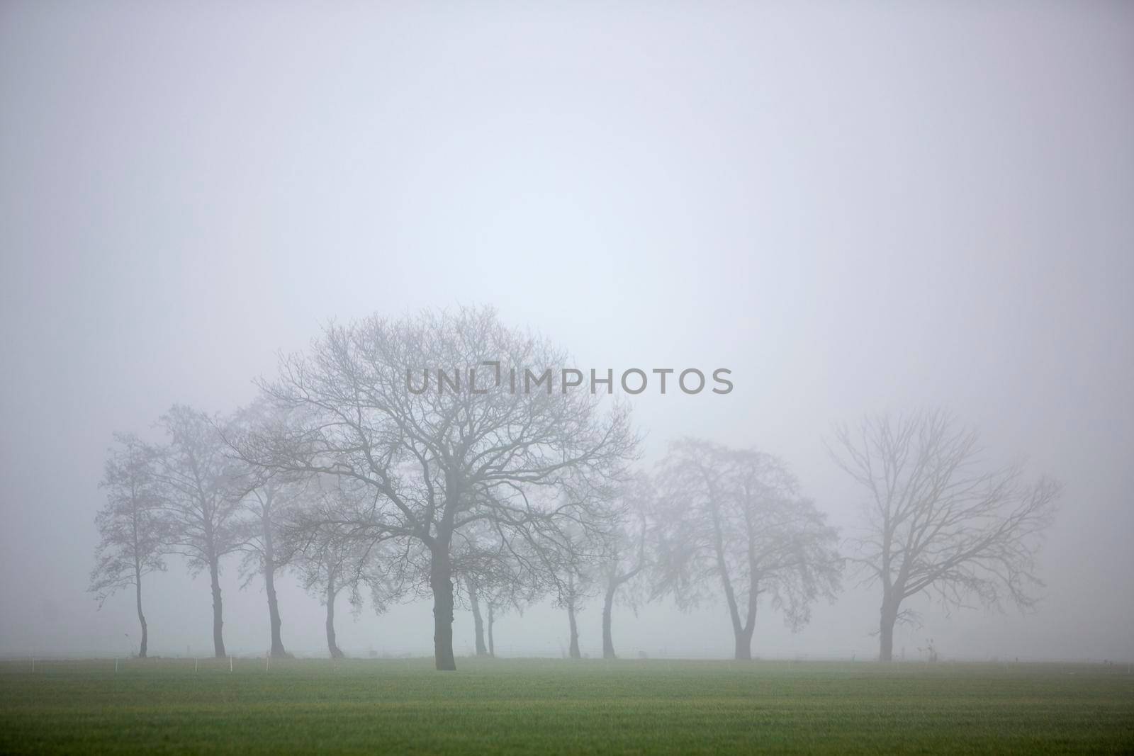 silhouette of winter trees in mist and green meadows in the netherlands by ahavelaar