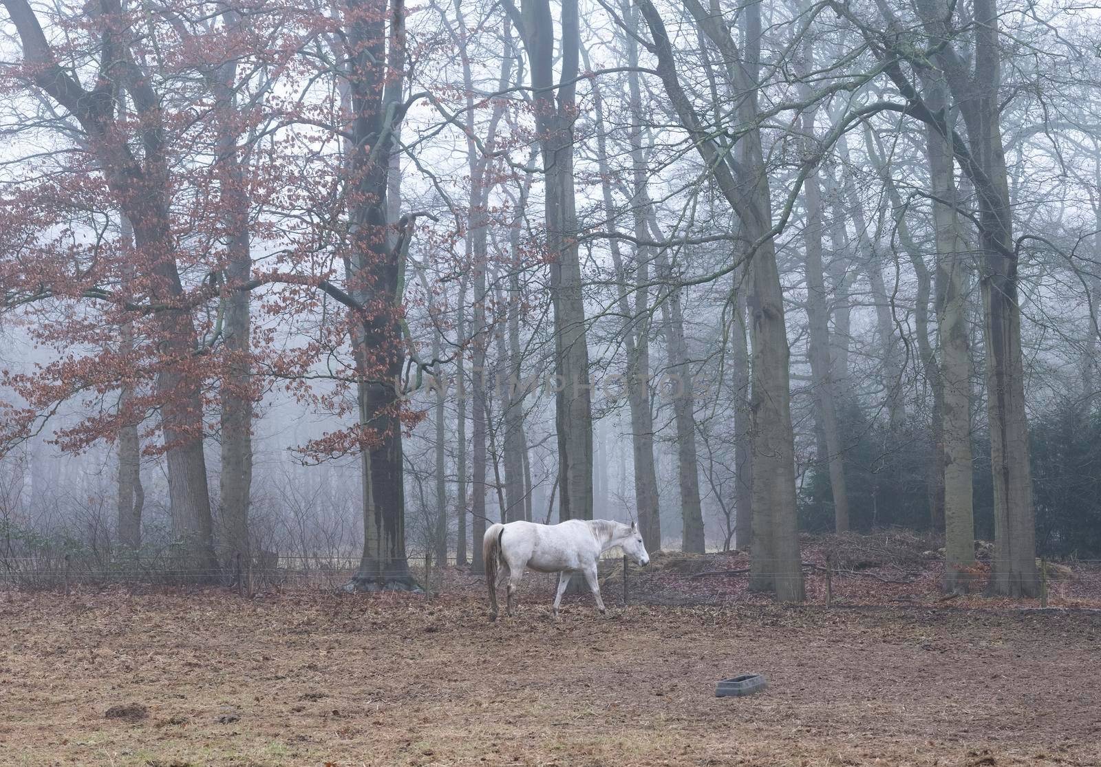 white horse on misty winter morning in dutch forest near utrecht in the netherlands by ahavelaar