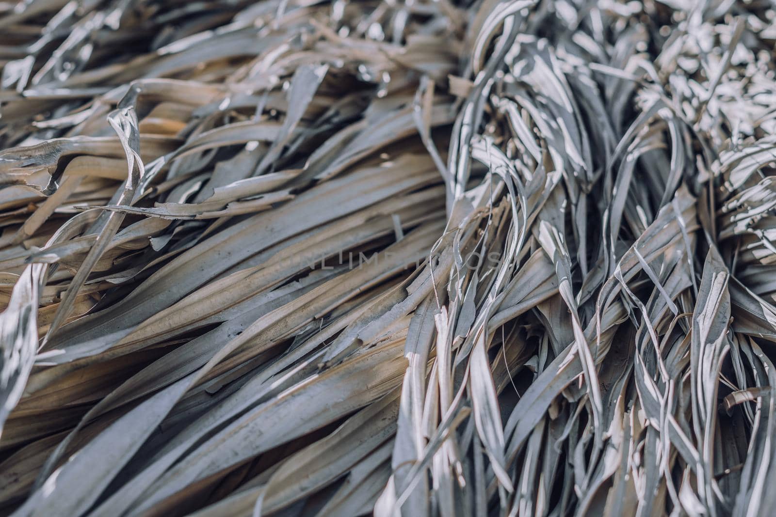 Abstract real nature background close white beige dry beauty tropical plant herb leaves flat wide stalks sunlit detail. Winter autumn mood texture. Matte vintage. Relaxation Minimalism ecology.