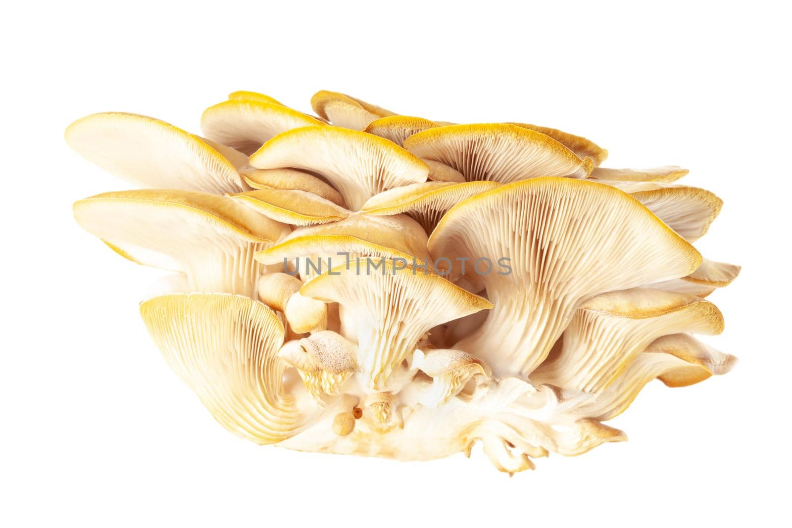 oyster mushroom close up isolated on white background.