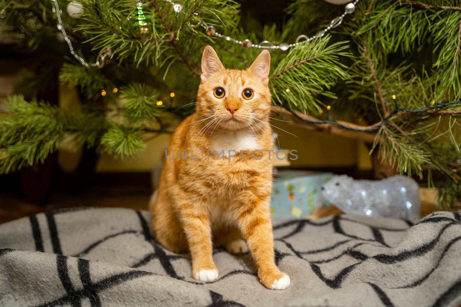 A beautiful red-white cat sits on a bedspread under the Christmas tree in the evening on New Year's holidays. Pet theme cozy christmas eve home. Cat on a blanket under a pine tree at home by Tomashevska