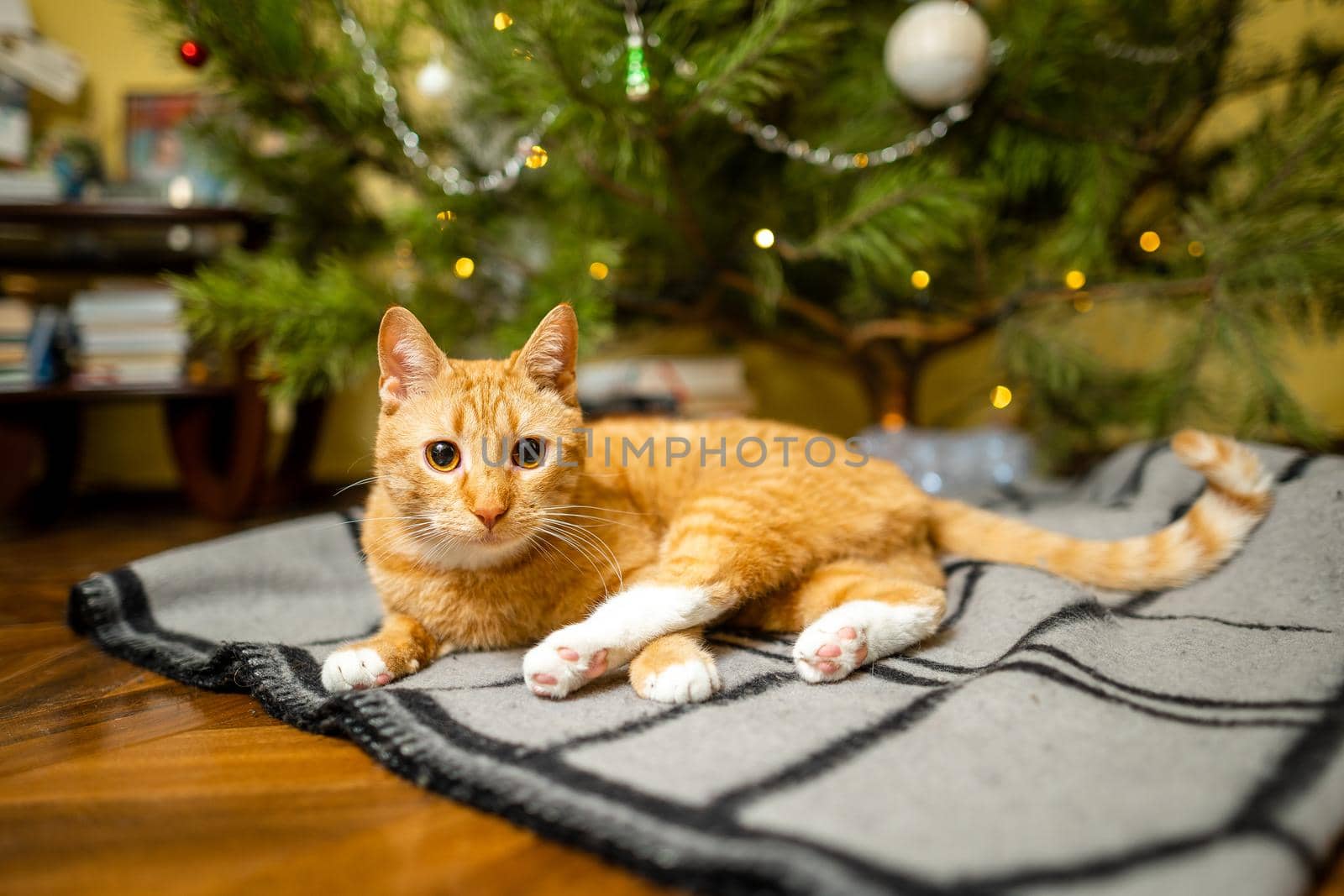 Cute ginger cat having fun under Christmas tree in evening on New Year's Eve. Holiday and pet concept. Shorthair red cat lies on blanket under Christmas tree. Pet on winter holidays at home on plaid by Tomashevska