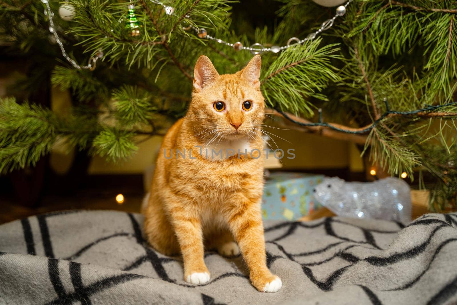 Happy Ginger cat sits on plaid under Christmas tree with festive decorations on New Year's Eve. A pet enjoys under pine tree at home on bedspread in the evening. Seasonal Christmas coziness with cat by Tomashevska