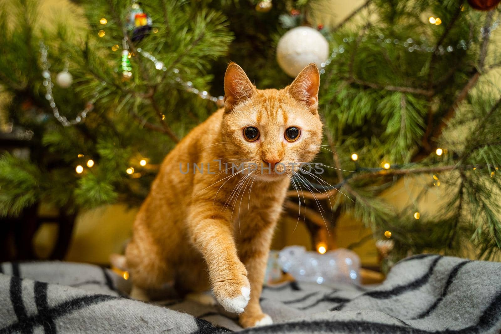 Cute ginger cat having fun under Christmas tree in evening on New Year's Eve. Holiday and pet concept. Shorthair red cat lies on blanket under Christmas tree. Pet on winter holidays at home on plaid by Tomashevska