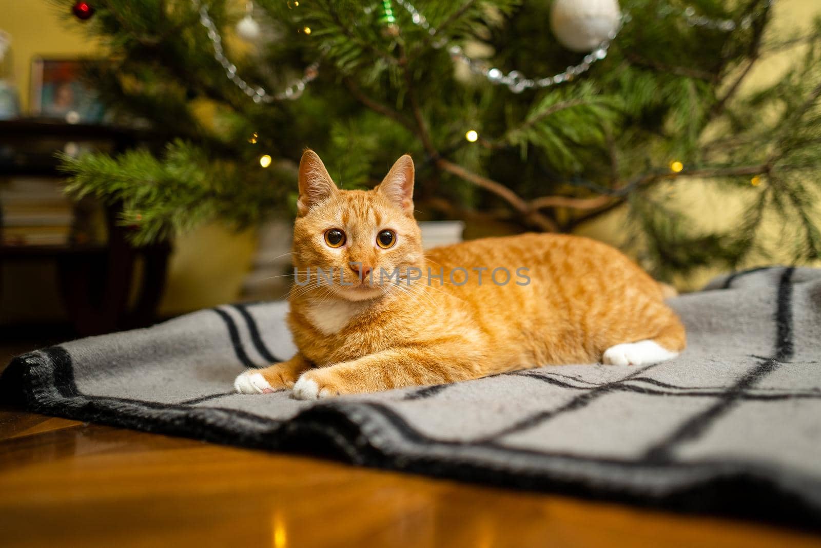 Cute ginger cat having fun under Christmas tree in evening on New Year's Eve. Holiday and pet concept. Shorthair red cat lies on blanket under Christmas tree. Pet on winter holidays at home on plaid by Tomashevska