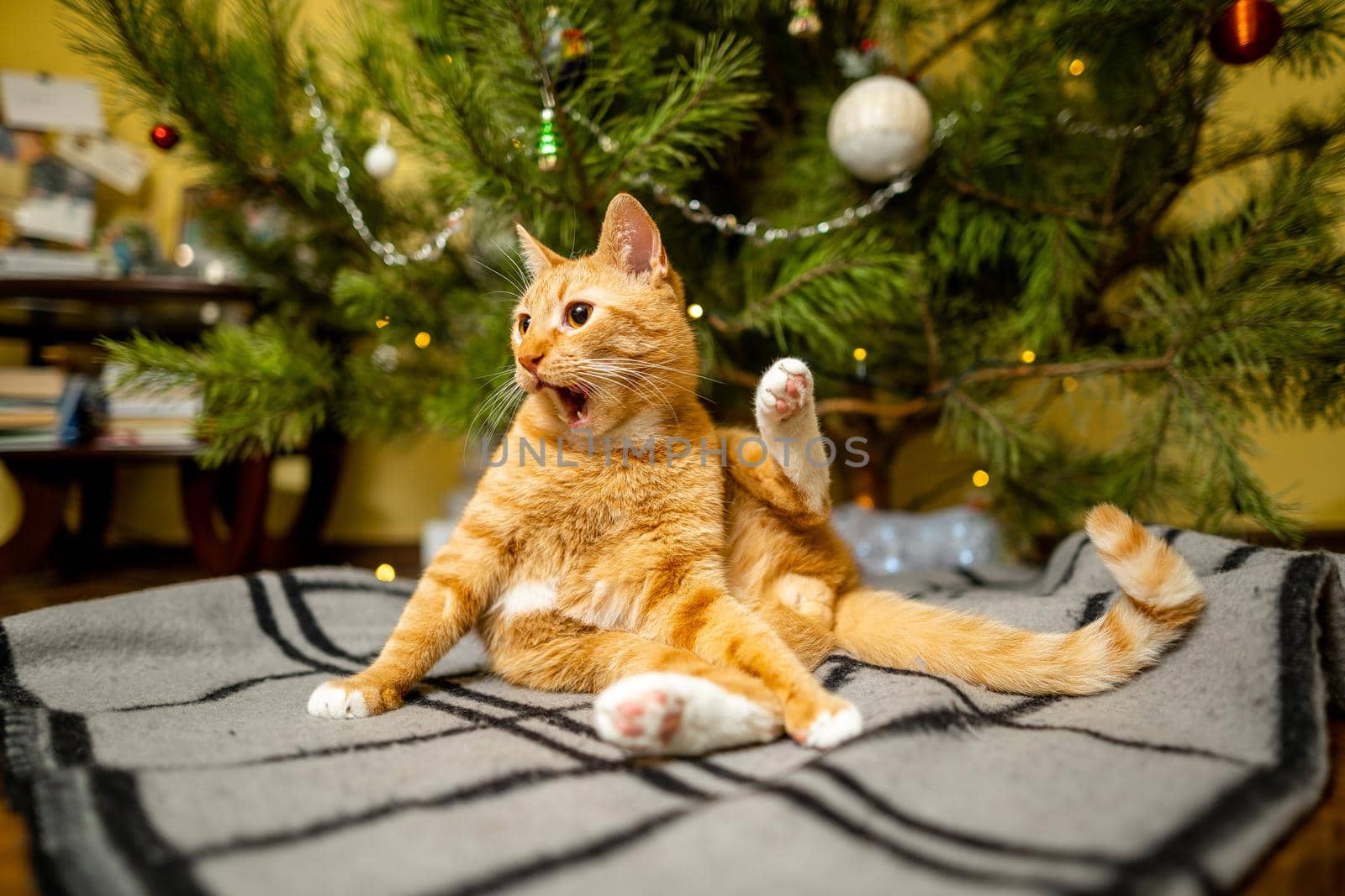 Ginger cat under Christmas tree. Christmas and New year concept. Funny pet under natural festive spruce and pine for New Year and Christmas eve. Cozy home with decorations for New Year celebration by Tomashevska
