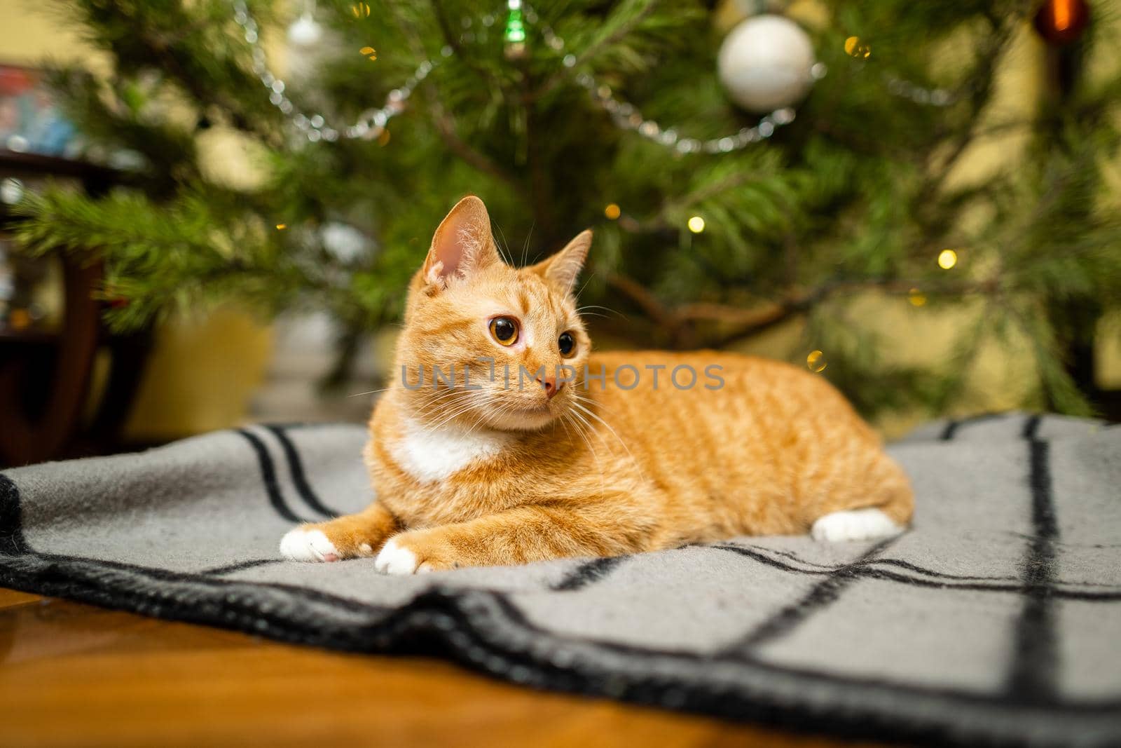 Ginger cat under Christmas tree. Christmas and New year concept. Funny pet under natural festive spruce and pine for New Year and Christmas eve. Cozy home with decorations for New Year celebration.