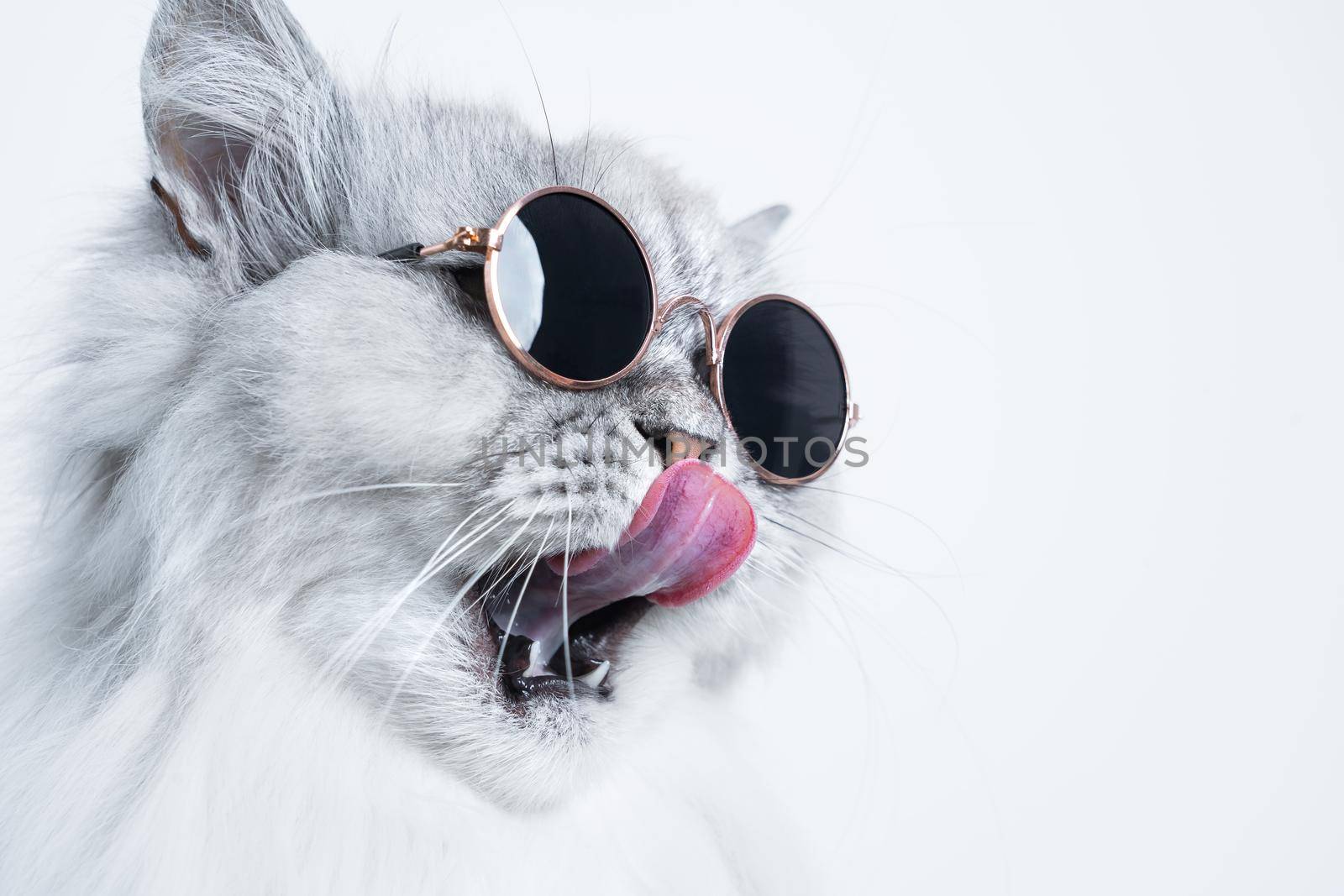 Portrait of funny grey cat in sunglasses licking his nose on white background with copy space by DariaKulkova