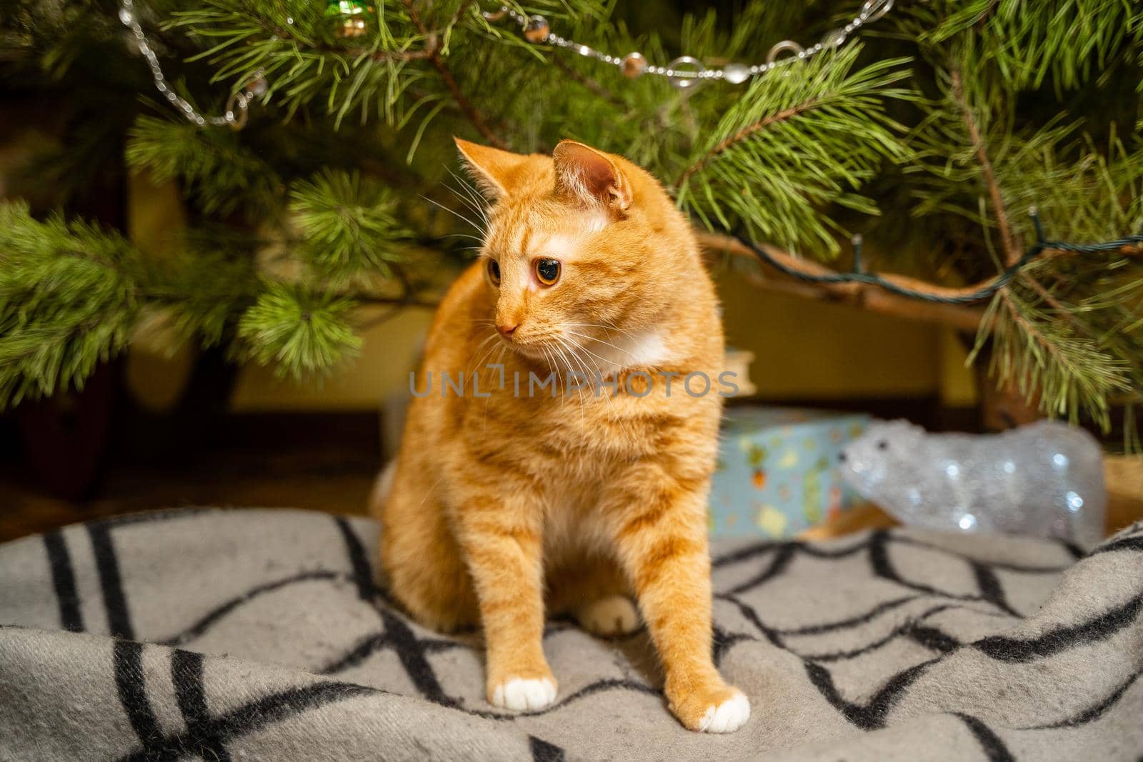 Cute ginger cat having fun under Christmas tree in evening on New Year's Eve. Holiday and pet concept. Shorthair red cat lies on blanket under Christmas tree. Pet on winter holidays at home on plaid by Tomashevska