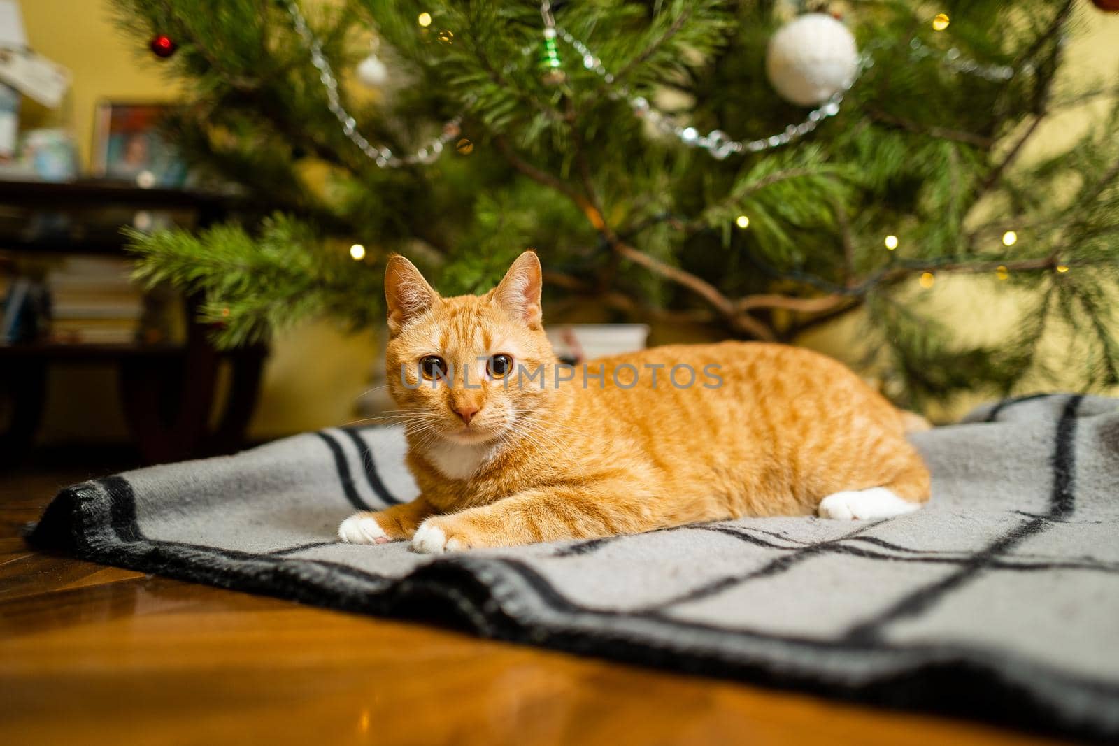 Cute ginger cat having fun under Christmas tree in evening on New Year's Eve. Holiday and pet concept. Shorthair red cat lies on blanket under Christmas tree. Pet on winter holidays at home on plaid.