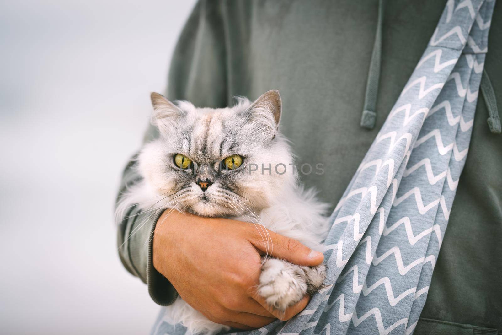 Funny grey cat sitting in shoulder cat bag carrier in owner arms outdoors. High quality photo