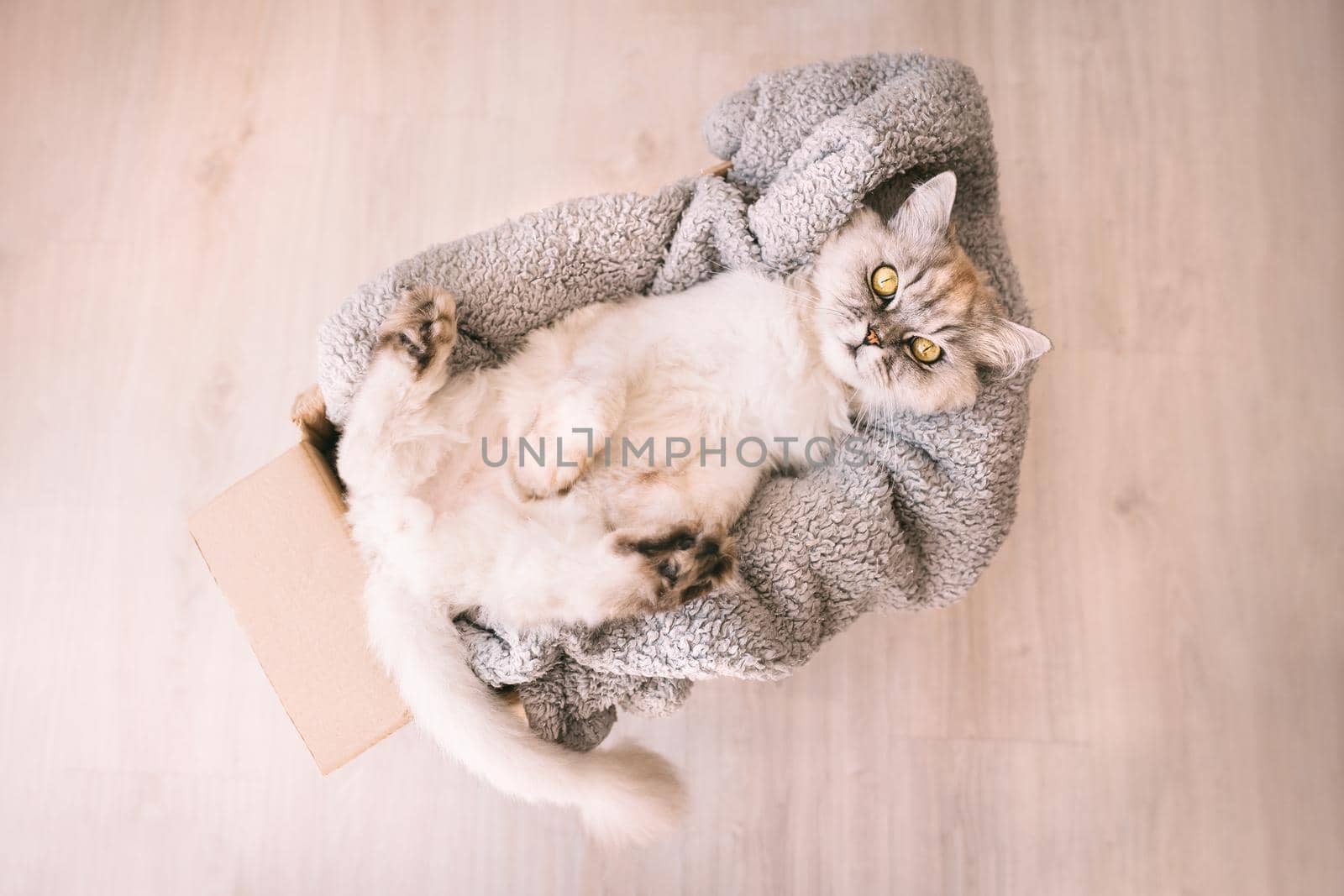 Beautiful grey funny cat relaxing in a cardboard box with soft cozy blanket by DariaKulkova