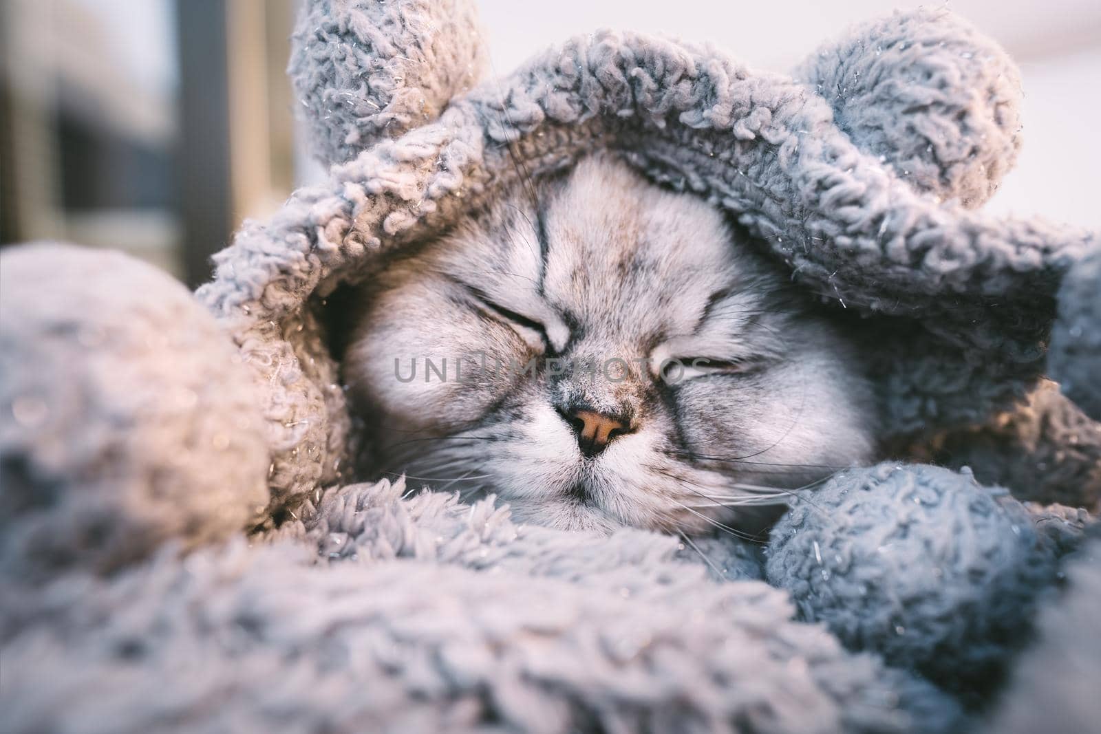 Cute beautiful grey cat sleeping or napping in cozy soft blanket. Cat warming under a plaid in cold weather by DariaKulkova