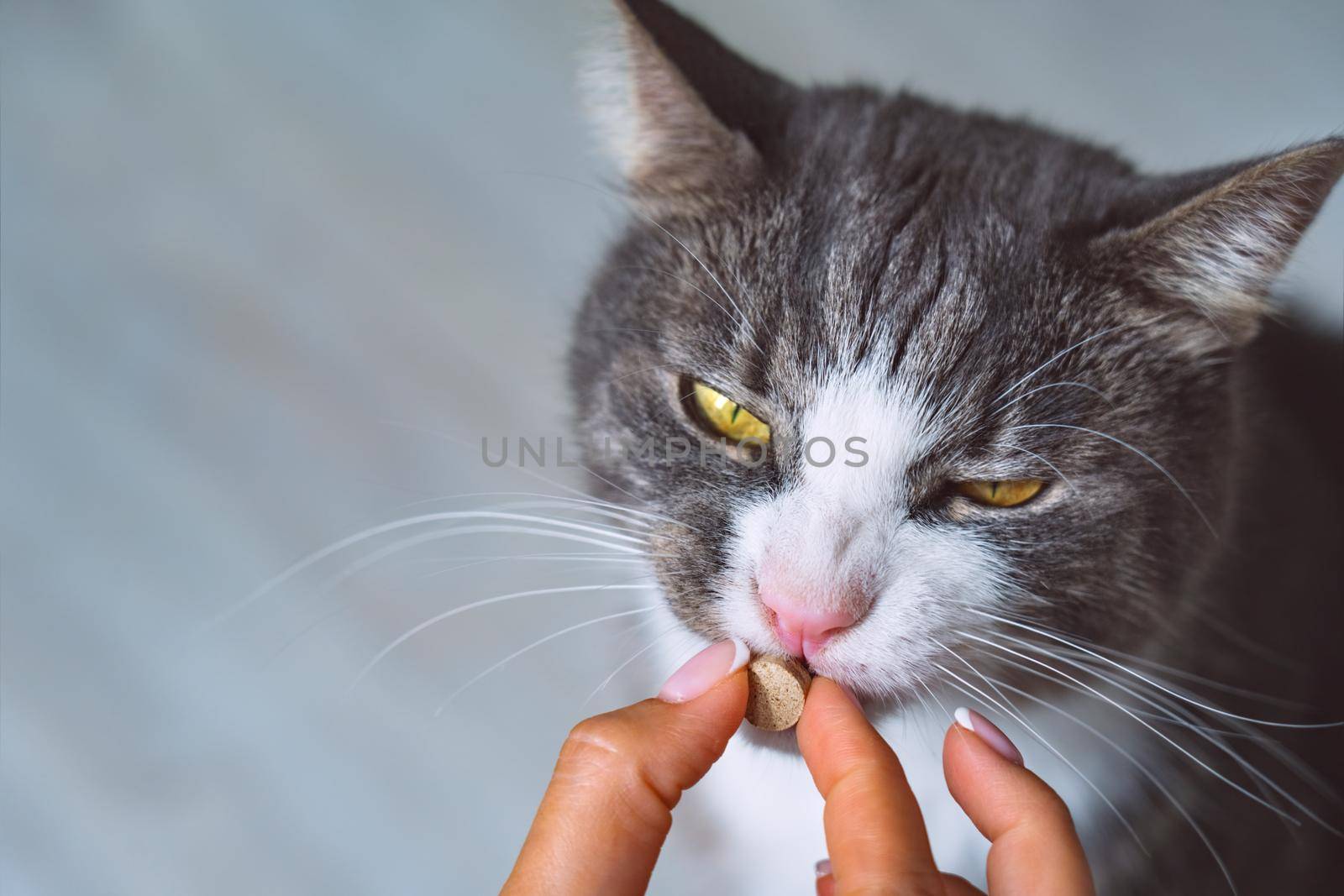 Owner giving medicine in a pill to sick cat. Medicine and vitamins for pets. Pills for animals. by DariaKulkova