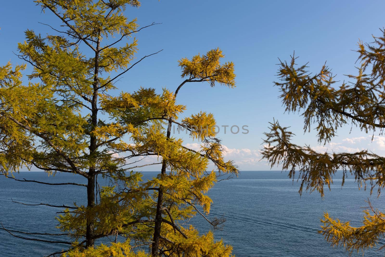 Yellow aurumn larch trees on Baikal lake background