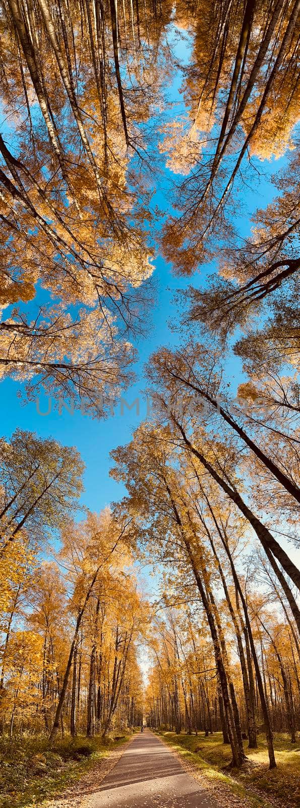 Vertical panoramic image of yellow crowns in park at sunny day, panorama of first days of autumn in a park, blue sky, buds of trees, trunks of birches. High quality photo