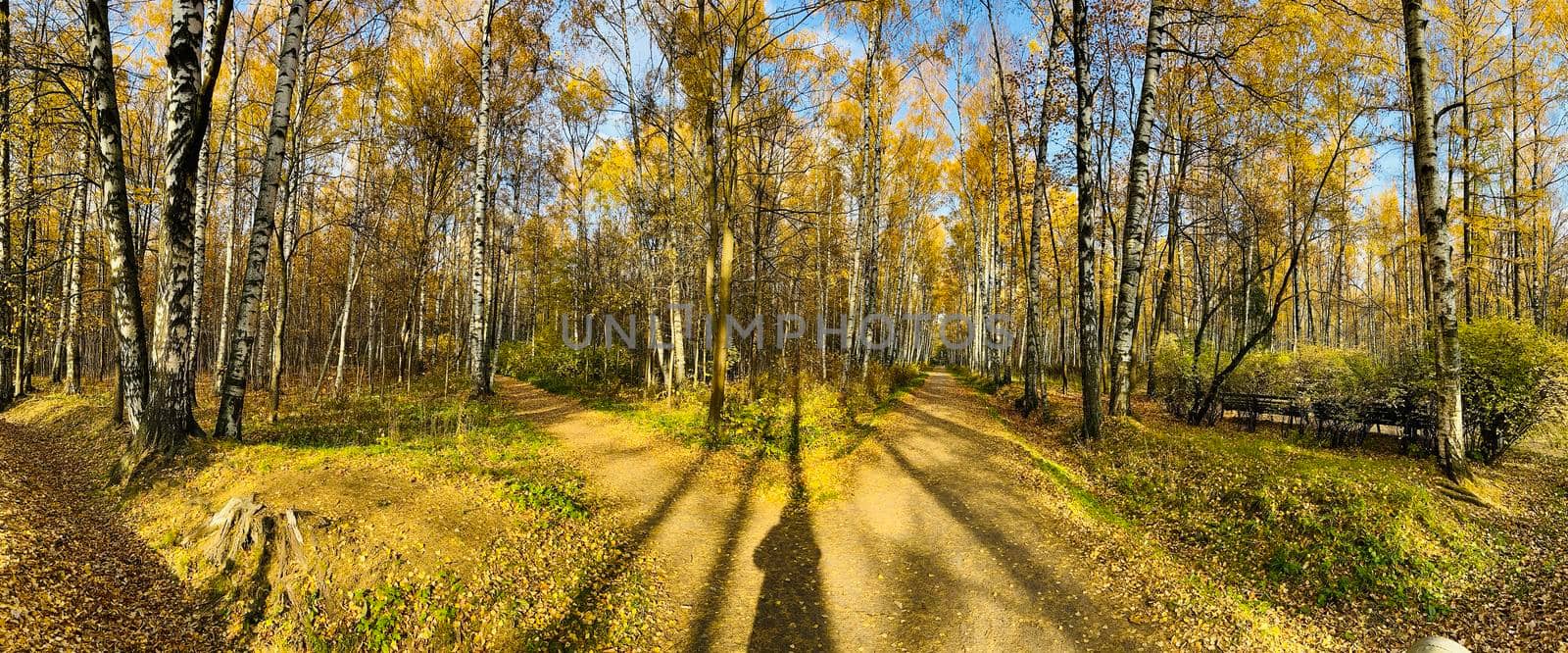 a footpath in public park in autumn at sunny day, trees with golden leaves, green grass, panorama of a park, blue sky, Buds of trees, Trunks of birches, sunny day, path in the forest, sunbeams by vladimirdrozdin