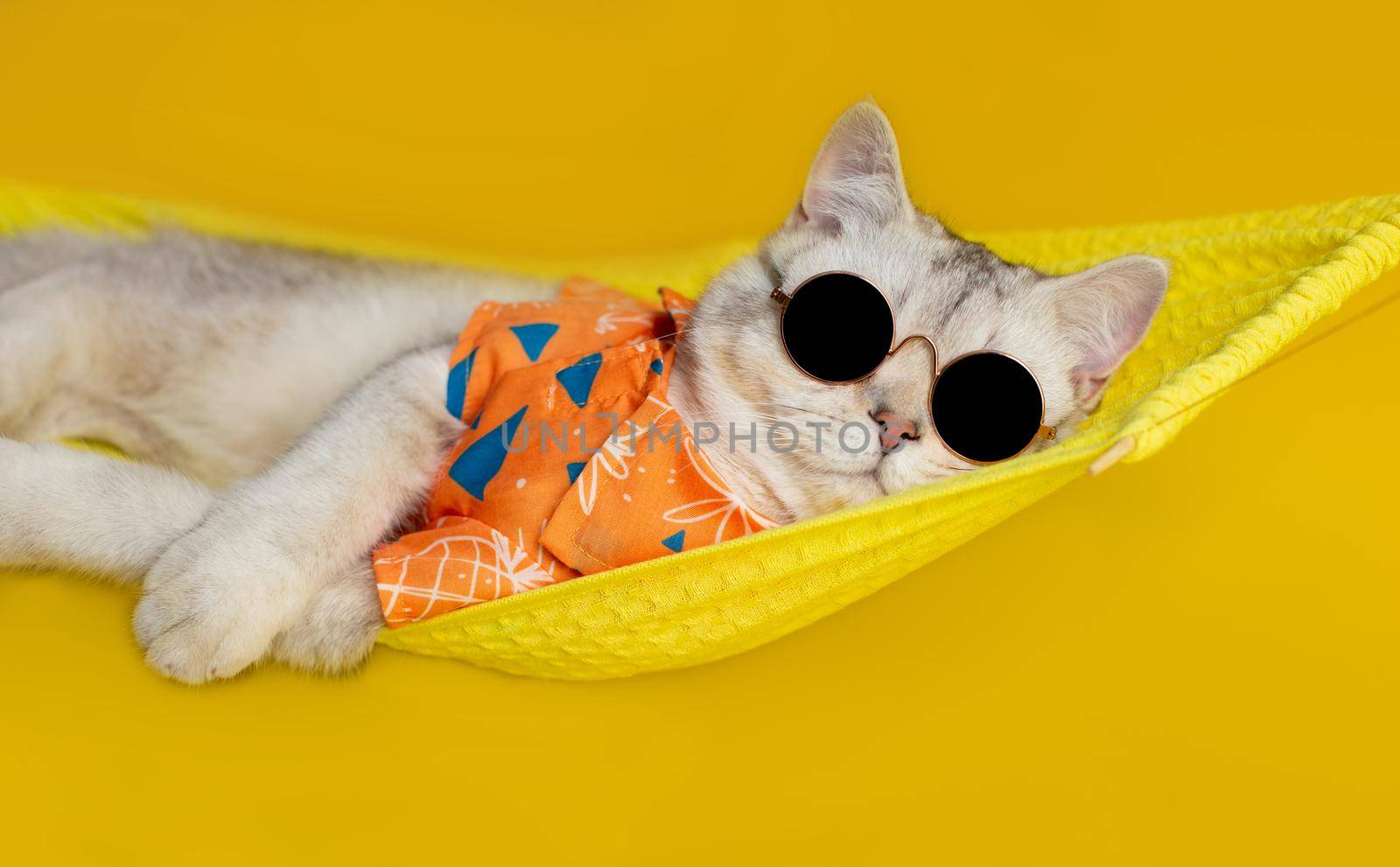 Funny white cat in black sunglasses and an orange shirt, lies on a yellow fabric hammock, isolated on a yellow background. Copy space