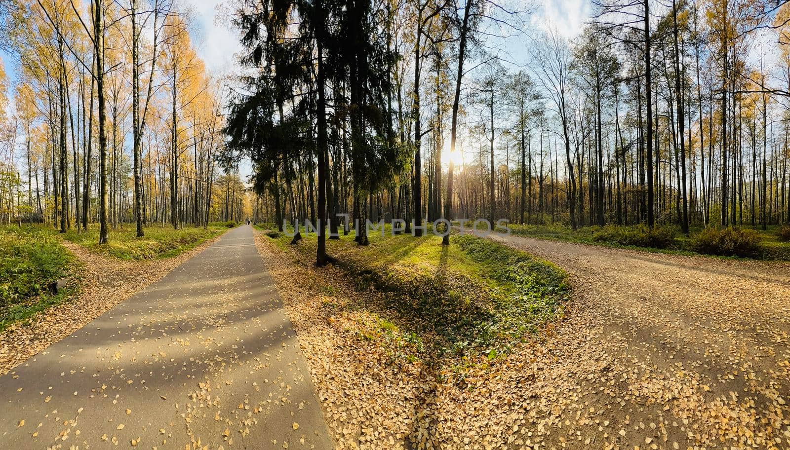 a footpath in public park in autumn at sunny day, trees with golden leaves, green grass, panorama of a park, blue sky, Buds of trees, Trunks of birches, sunny day, path in the forest, sunbeams . High quality photo