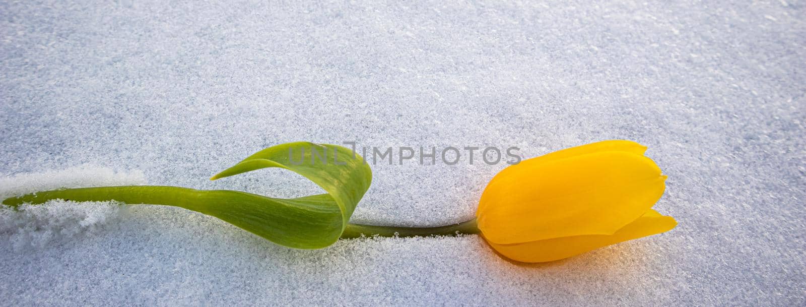 Yellow tulip with green leaves on a white natural snow background by Olayola