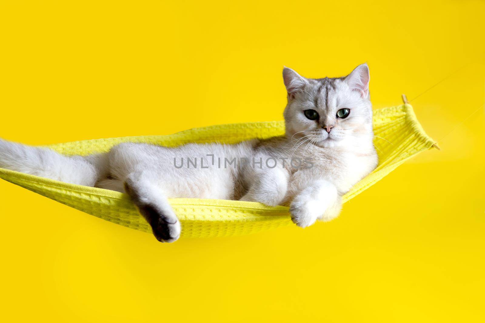 Adorable white cat lie on yellow hammock on yellow background by Zakharova